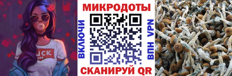Галлюциногенные грибы Psilocybine cubensis  Гудермес 